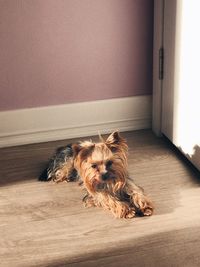 Portrait of dog on floor at home