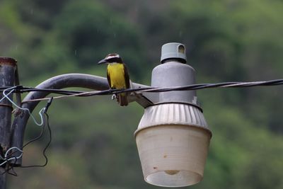 Close-up of bird perching on feeder