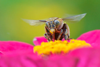 Close-up of insect pollinating on pink flower
