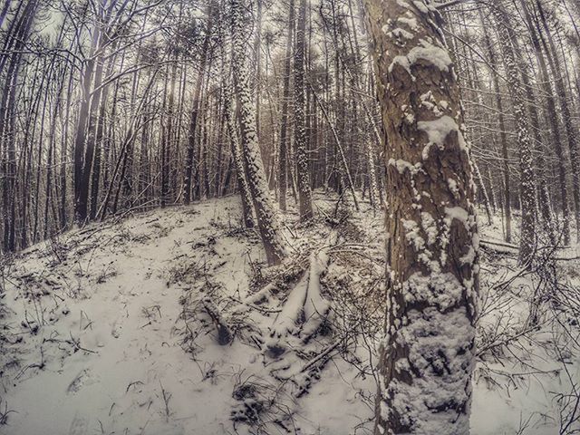 winter, snow, cold temperature, tree, forest, tree trunk, woodland, season, nature, tranquility, weather, covering, bare tree, day, tranquil scene, non-urban scene, frozen, outdoors