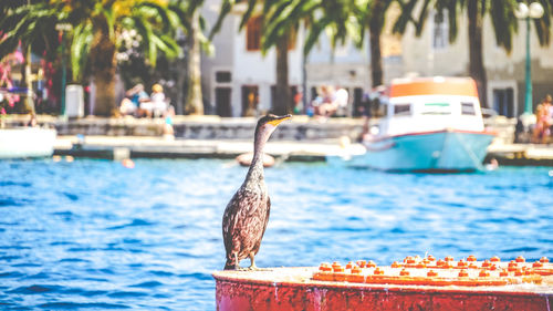 Close-up of bird perching by sea