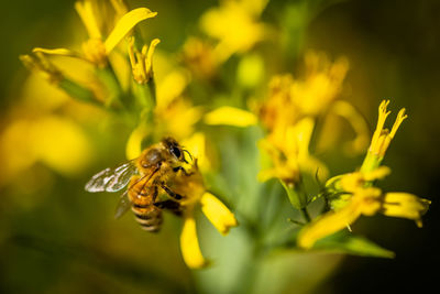 Close-up of insect on yellow flower