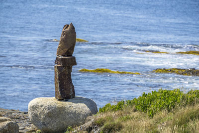 View of lizard on rock at beach