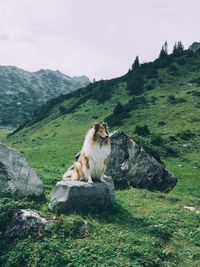 Dog sitting on rock against clear sky