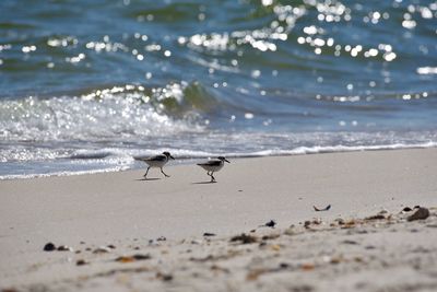 Close-up of birds on beach