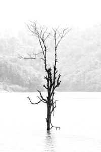 Bare tree against sky during winter