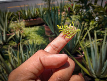 Close-up of hand holding red flower