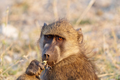 Close-up of monkey in forest