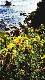 Close-up of yellow flowers by sea