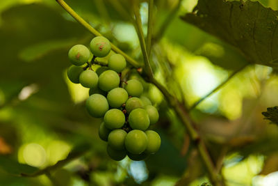 Close-up of berries growing on tree