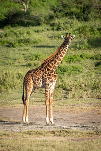 Masai giraffe stands watching camera in sunshine