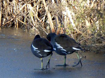 Mallard ducks at lakeshore