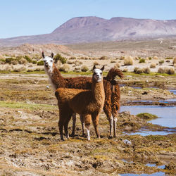 Lhama in a field, desert, bolivia