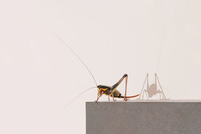 Home cricket insect on a picture frame against wall. close up. rectangle with copy space