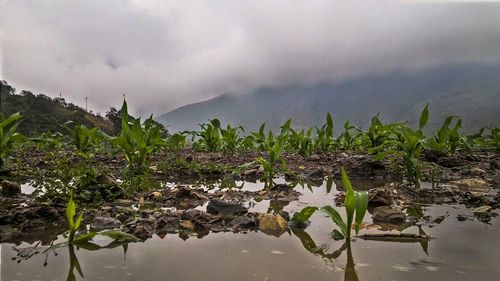 Scenic view of lake against cloudy sky