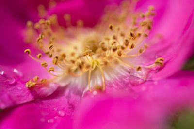 Close-up of pink flower