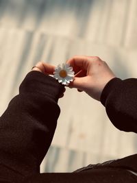 Cropped image of woman holding flower 