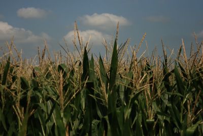 Corn field against sky