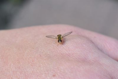 Close-up of insect on hand