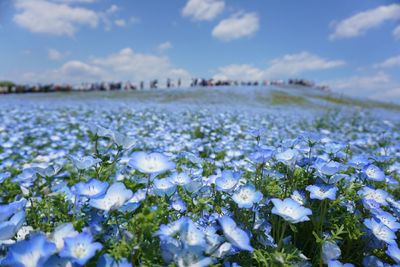 Plants growing on field