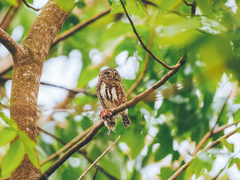 Low angle view of bird perching on tree