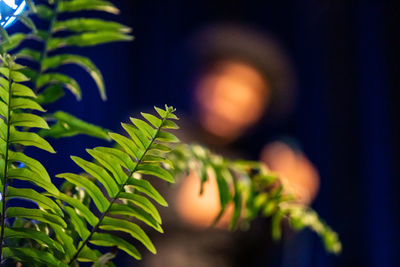 Close-up of fern leaves