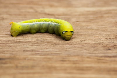 Close up of a green worm on a wooden floor.