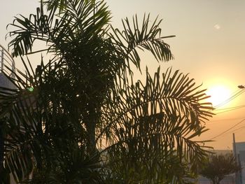 Low angle view of palm trees against sky during sunset