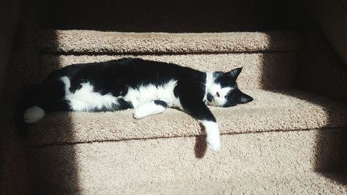 High angle view of cat on wall