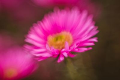 Close-up of pink flower blooming outdoors