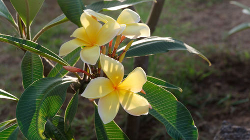 Close-up of yellow flowering plant