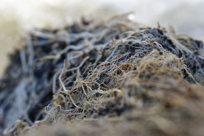 Close-up of dried plant