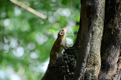 Close-up of squirrel on tree trunk