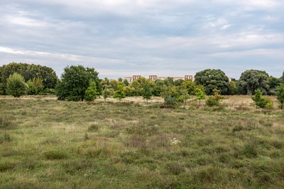 Trees on field against sky