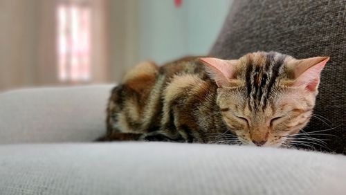 Cat sleeping on sofa at home