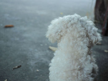 Rear view of dog sitting on footpath