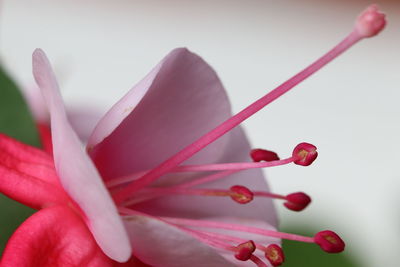 Close-up of red flower buds