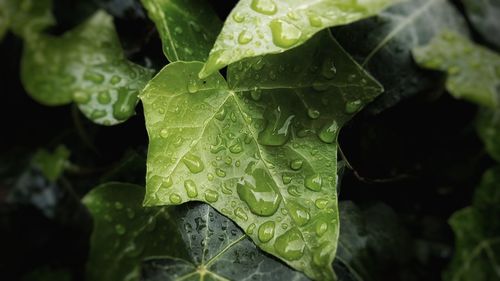 Close-up of raindrops on leaf