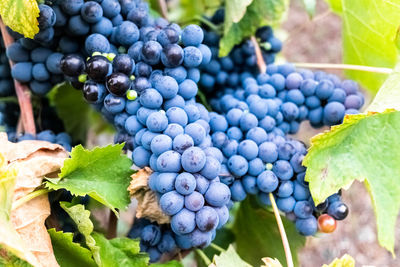 Close-up of grapes growing in vineyard