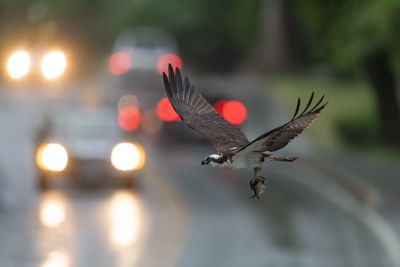 Bird flying above street at dusk