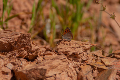 Close-up of bird perching on a field