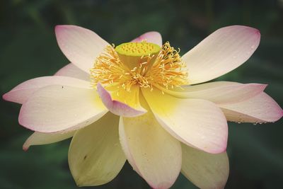 Close-up of pink flower