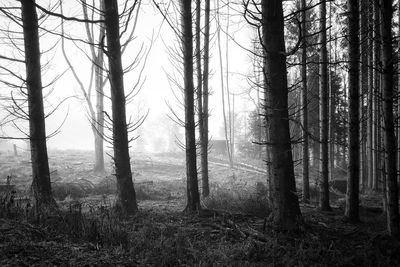 Trees on field in forest