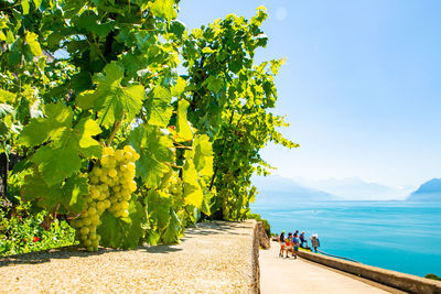 People on tree by sea against sky