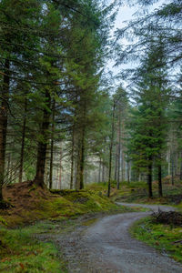 Pine trees in forest against sky