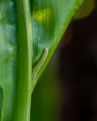 Close-up of insect on plant