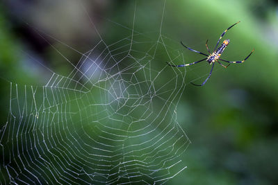 Close-up of spider and web