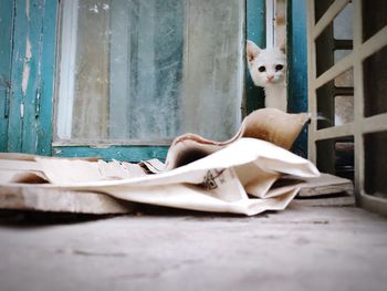 Portrait of cat in abandoned room