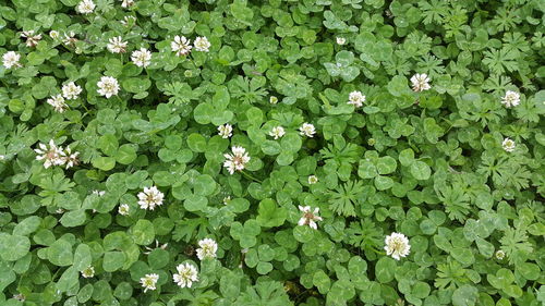 High angle view of white flowers