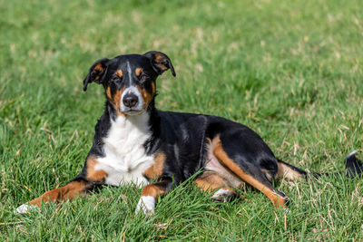 Portrait of dog relaxing on grass